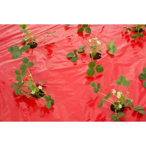 Kweekfolie voor aardbeien 0.95 x 5 m Kweekfolie voor aardbeien 0.95 x 5 m