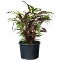 Ritzi  planten container met zijsleuven H 24 x &Oslash; 30 cm - 12 liter