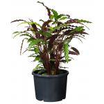 Ritzi planten container met zijsleuven H 24 x Ø 30 cm - 12 liter