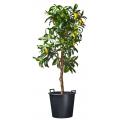 Ritzi planten container met handgrepen H 37 x &Oslash; 45 cm - 35 liter