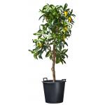 Ritzi planten container met handgrepen H 32 x &Oslash; 36 cm - 30 liter