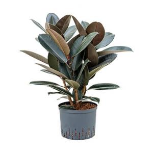 Ficus elastica abidjan bush hydrocultuur plant Ficus elastica abidjan bush hydrocultuur plant