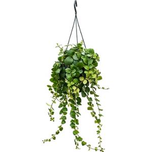 Aeschynanthus pink polka hangplant Aeschynanthus pink polka hangplant