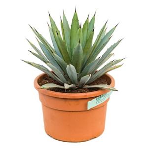 Agave macroacantha S kamerplant Agave macroacantha S kamerplant
