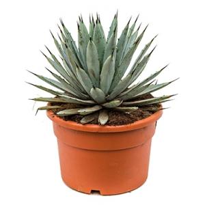 Agave macroacantha L kamerplant Agave macroacantha L kamerplant