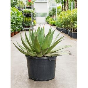 Agave montana billings kamerplant Agave montana billings kamerplant