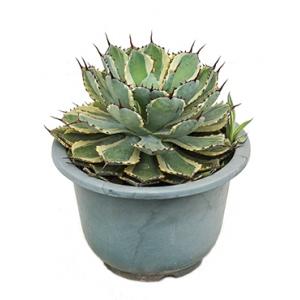 Agave potatorum kamerplant Agave potatorum kamerplant