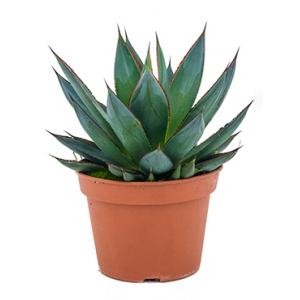 Agave shaka zulu kamerplant Agave shaka zulu kamerplant