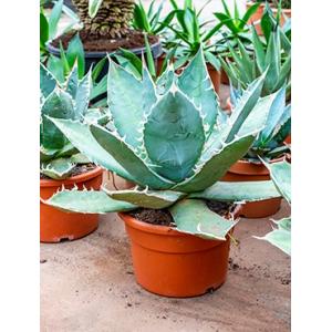 Agave titanova flat M kamerplant Agave titanova flat M kamerplant