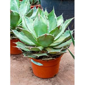 Agave titanova S kamerplant Agave titanova S kamerplant