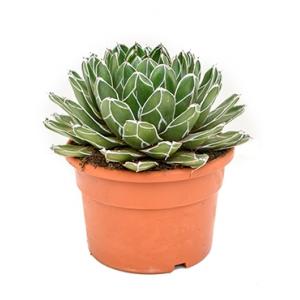 Agave victoria reginae C kamerplant Agave victoria reginae C kamerplant