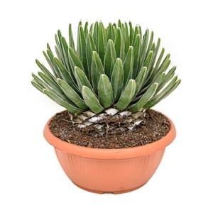 Agave victoria reginae D kamerplant Agave victoria reginae D kamerplant