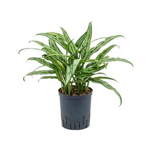 Aglaonema cutlass S hydrocultuur plant Aglaonema cutlass S hydrocultuur plant