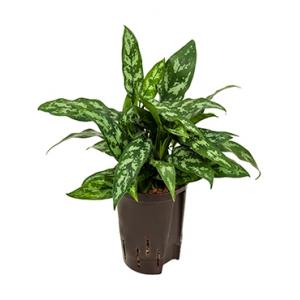 Aglaonema maria hydrocultuur plant Aglaonema maria hydrocultuur plant