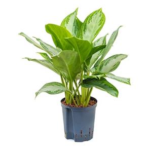 Aglaonema silver bay S hydrocultuur plant Aglaonema silver bay S hydrocultuur plant