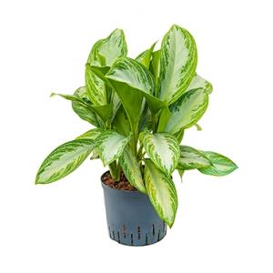 Aglaonema silver bay M hydrocultuur plant Aglaonema silver bay M hydrocultuur plant