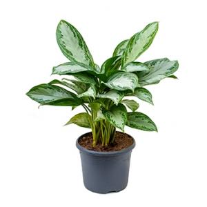 Aglaonema silver bay S kamerplant Aglaonema silver bay S kamerplant