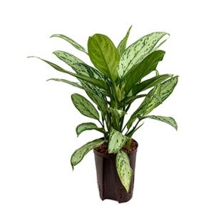Aglaonema silver king hydrocultuur plant Aglaonema silver king hydrocultuur plant