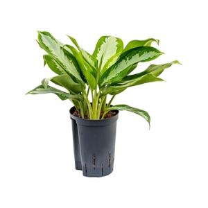 Aglaonema silver moon hydrocultuur plant Aglaonema silver moon hydrocultuur plant