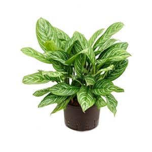 Aglaonema stripes L hydrocultuur plant Aglaonema stripes L hydrocultuur plant