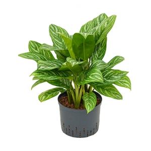 Aglaonema stripes M hydrocultuur plant Aglaonema stripes M hydrocultuur plant