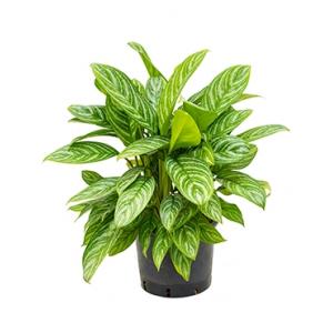 Aglaonema stripes XL hydrocultuur plant Aglaonema stripes XL hydrocultuur plant