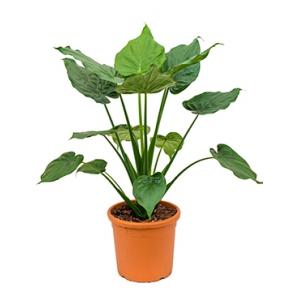 Alocasia cucullata L kamerplant Alocasia cucullata L kamerplant