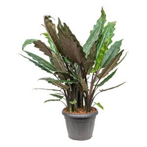 Alocasia lauterbacchiana M kamerplant Alocasia lauterbacchiana M kamerplant