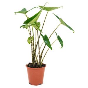 Alocasia zebrina S kamerplant Alocasia zebrina S kamerplant