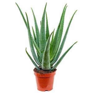 Aloe vera barbadensis S kamerplant Aloe vera barbadensis S kamerplant