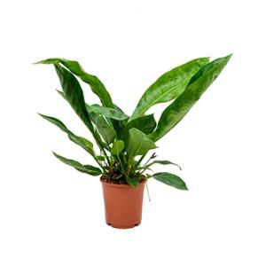 Anthurium jungle king S kamerplant Anthurium jungle king S kamerplant