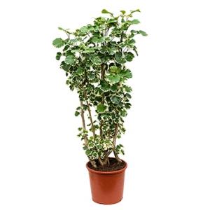 Polyscias aralia balforiana L kamerplant Polyscias aralia balforiana L kamerplant