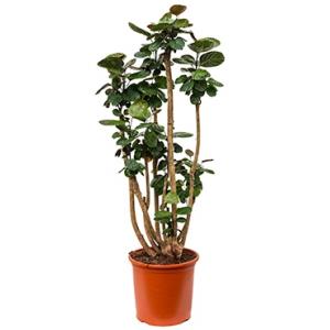 Polyscias aralia fabian XL kamerplant Polyscias aralia fabian XL kamerplant