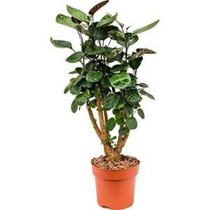 Polyscias aralia fabian XS kamerplant Polyscias aralia fabian XS kamerplant