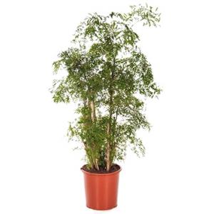 Polyscias aralia ming L kamerplant Polyscias aralia ming L kamerplant