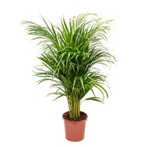 Areca Palm lutescens S kamerplant Areca Palm lutescens S kamerplant