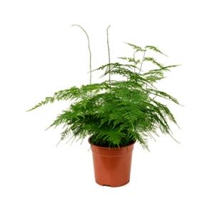 Asparagus plumoses S kamerplant Asparagus plumoses S kamerplant