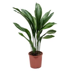 Aspidistra elatior M kamerplant Aspidistra elatior M kamerplant