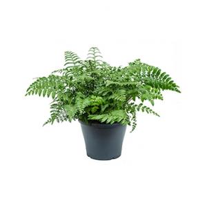 Asplenium parvati S varen kamerplant Asplenium parvati S varen kamerplant