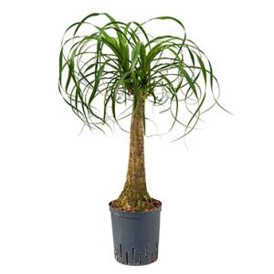 Beaucarnea recurvata stam 45 hydrocultuur plant Beaucarnea recurvata stam 45 hydrocultuur plant