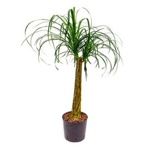 Beaucarnea recurvata stam 60 hydrocultuur plant Beaucarnea recurvata stam 60 hydrocultuur plant