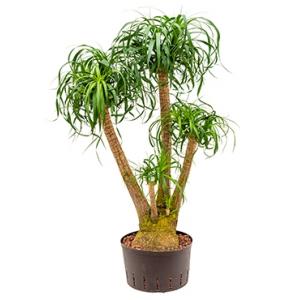 Beaucarnea recurvata vertakt 80 M hydrocultuur plant Beaucarnea recurvata vertakt 80 M hydrocultuur plant