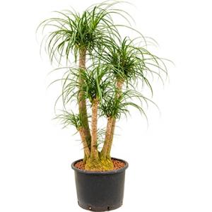 Beaucarnea recurvata vertakt 80 L hydrocultuur plant Beaucarnea recurvata vertakt 80 L hydrocultuur plant