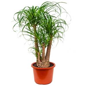 Beaucarnea recurvata sora kamerplant Beaucarnea recurvata sora kamerplant