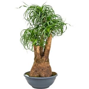 Beaucarnea recurvata freddie Beaucarnea recurvata freddie