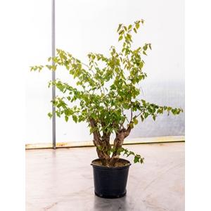 Bougainvillea glabra bonsai kamerplant Bougainvillea glabra bonsai kamerplant