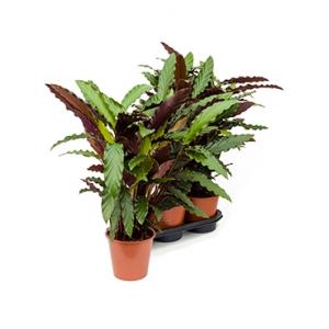 Calathea rufibarba wavestar S kamerplant Calathea rufibarba wavestar S kamerplant