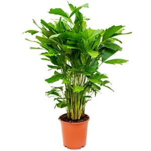 Caryota Palm mitis S kamerplant Caryota Palm mitis S kamerplant