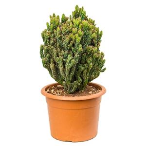 Cereus cactus monstrosus coral kamerplant Cereus cactus monstrosus coral kamerplant