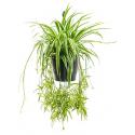 Chlorophytum ocean hangplant